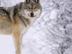 Wolf_72x54_c
