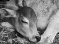 All About Animals...